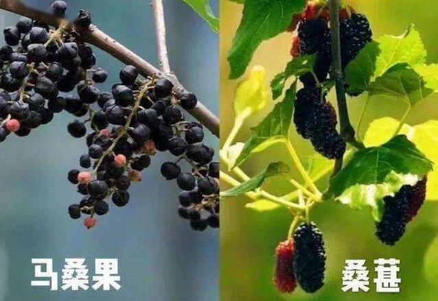 马桑和桑葚的区别图片