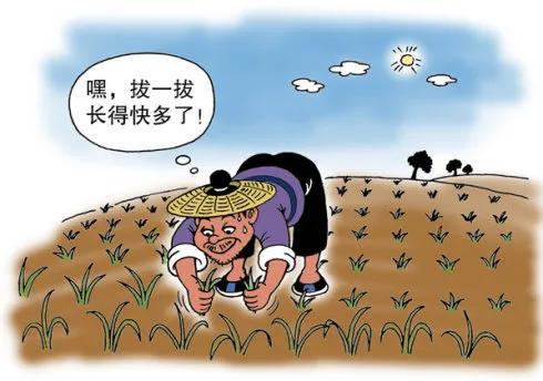 拔苗助长告诉我们什么道理