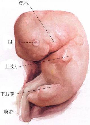 怀孕四个月胎儿图