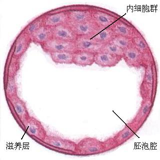 胎儿发育过程图片