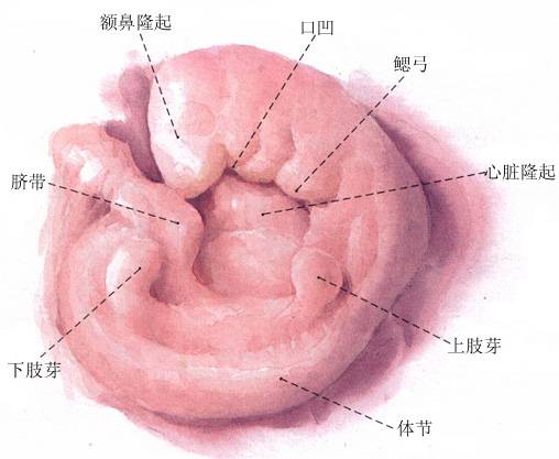 胎儿发育过程图片