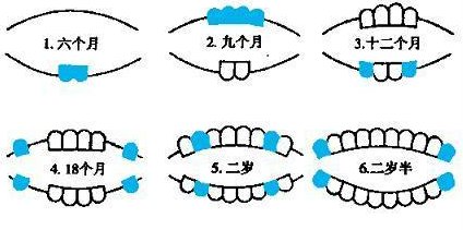 宝宝长牙症状以及宝宝长牙顺序图