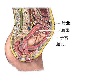 下面是胎儿脐带血取样图文介绍