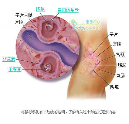 怀孕一个月双胞胎发育图片