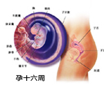 怀孕4个月胎儿发育情况（附图）