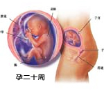 怀孕第20周胎儿发育