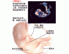 怀孕四个月胎儿多大（附图）