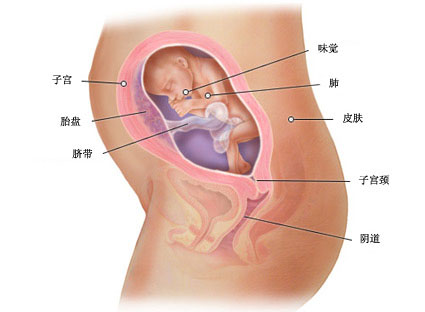 六个月的胎儿是什么样子 六个月胎儿发育情况（图）