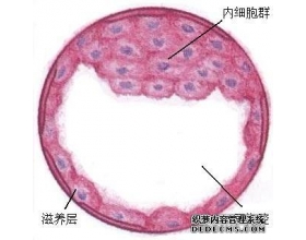 怀孕二个月胎儿图 怀孕二个月胎儿大小（图）