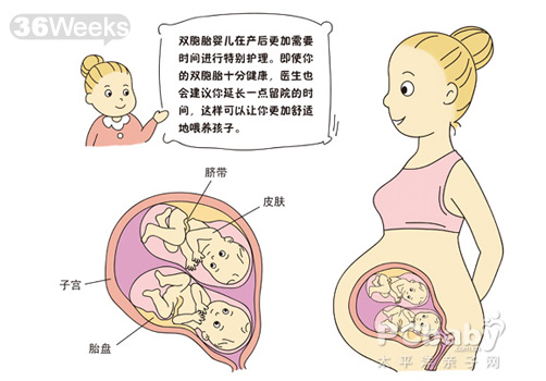 怀双胞胎的症状 双胞胎胎儿发育全过程（图片）