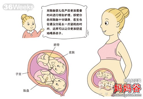 双胞胎儿发育过程图 解密双胞胎发育的全过程(图)