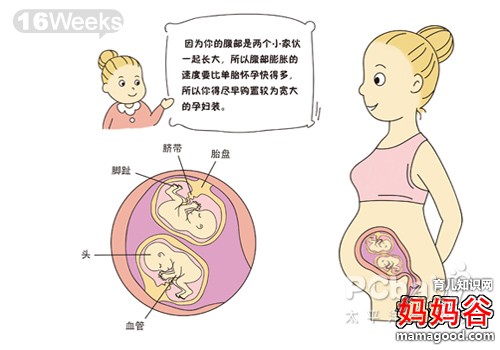 双胞胎儿发育过程图 解密双胞胎发育的全过程(图)