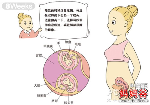 双胞胎儿发育过程图 解密双胞胎发育的全过程(图)