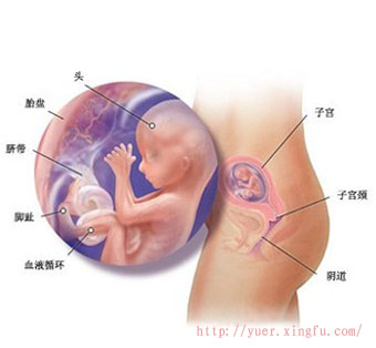 怀孕4个月胎儿图 怀孕4个月胎儿发育彩超（图）