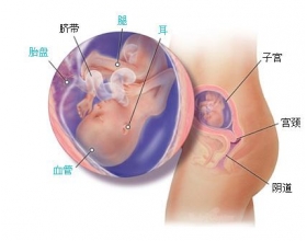 胎儿18周发育过程图 怀孕18周胎儿发育图