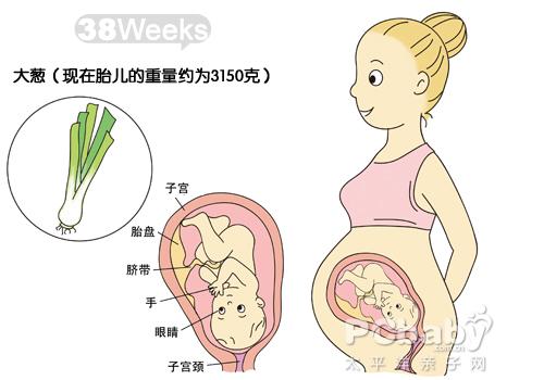 【怀孕38周】怀孕38周胎儿图 怀孕38周见红注意事项