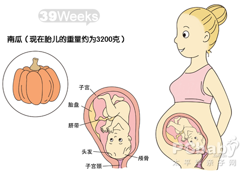 【怀孕39周】怀孕39周胎儿图 怀孕39周吃什么注意