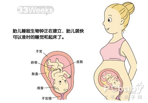 怀孕33周胎儿图及孕妇注意事项