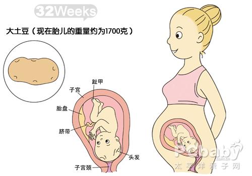 【怀孕32周】怀孕32周胎儿图 应注意什么