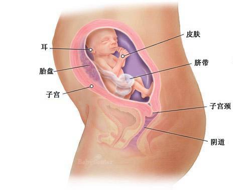 【怀孕23周】怀孕23周胎儿彩超图 23周胎动注意事项