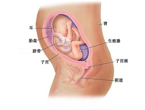 【怀孕26周】怀孕26周胎儿图  26周是几个月应注意什么