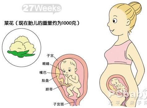 【怀孕27周】怀孕27周胎儿图 27周是几个月应注意什么