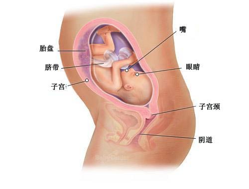 【怀孕27周】怀孕27周胎儿图 27周是几个月应注意什么