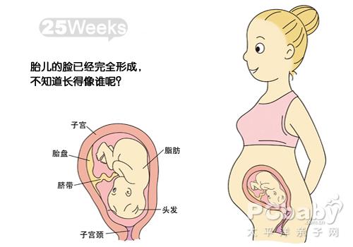 【怀孕25周】怀孕第25周胎儿图 孕25周食谱注意事项